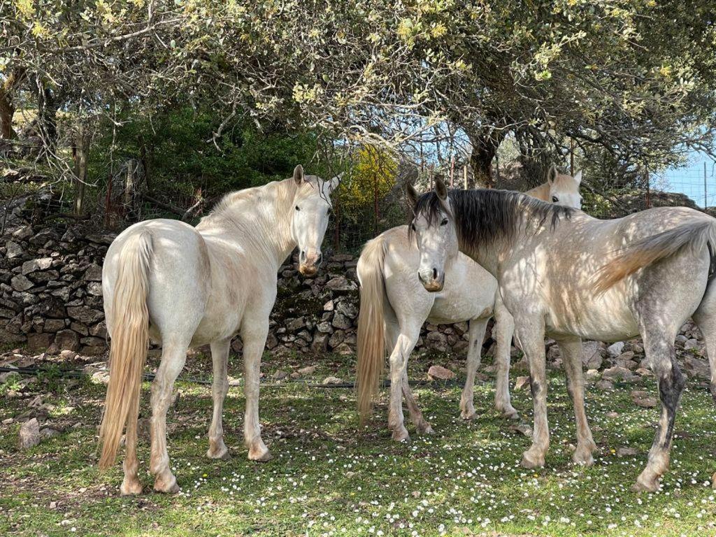 Casa De Tita Dolores Cortes de la Frontera Εξωτερικό φωτογραφία